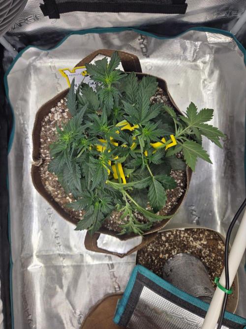 Illuminauto #60 Alien Grapes by Mephisto. Week 4
