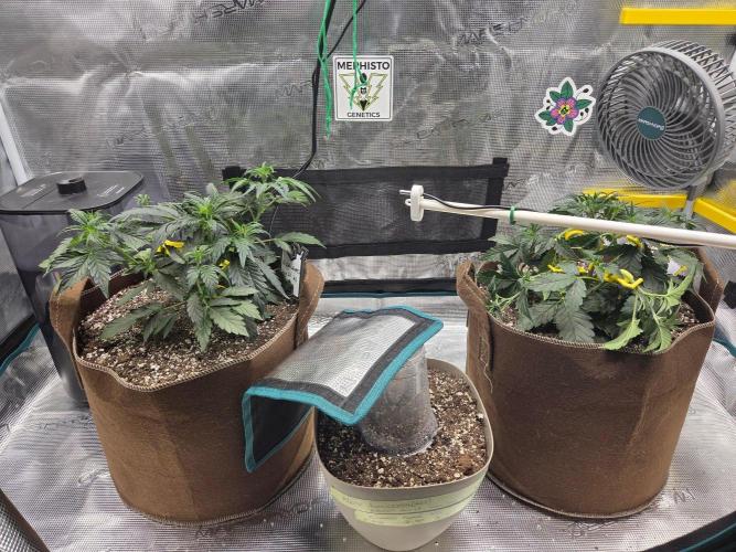Illuminauto #60 Alien Grapes by Mephisto. Week 4