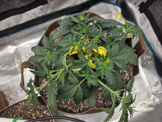 Alien Grapes. Week 4