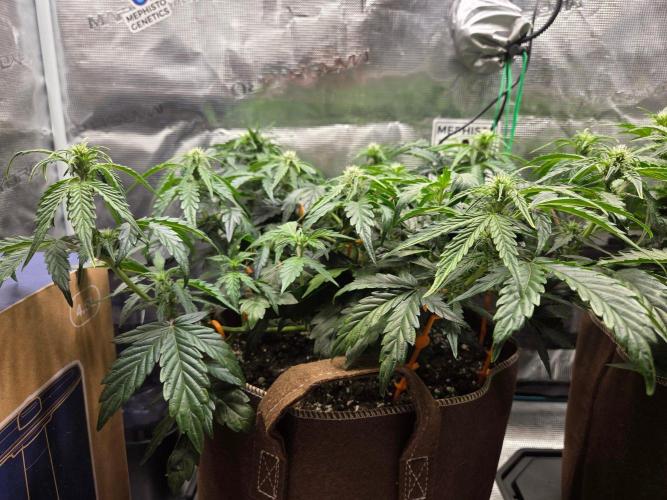 Illuminauto #60 Alien Grapes by Mephisto. Week 5 - AG1