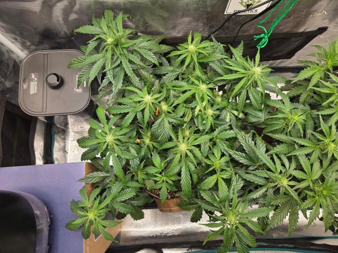 Illuminauto #60 Alien Grapes by Mephisto. Week 5 - AG1