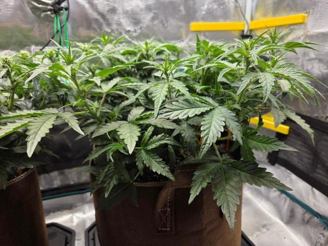 Illuminauto #60 Alien Grapes by Mephisto. Week 5 - AG2