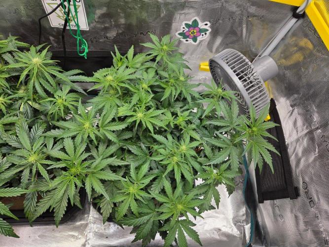Illuminauto #60 Alien Grapes by Mephisto. Week 5 - AG2