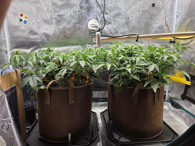 Illuminauto #60 Alien Grapes by Mephisto. Week 5