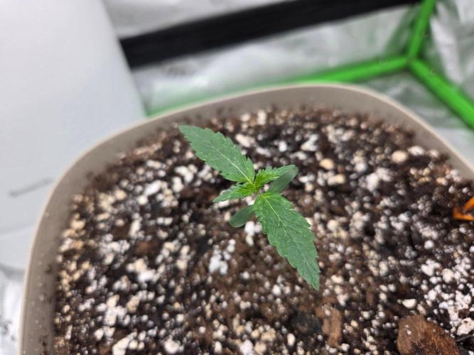 Alien Grapes. Week 5