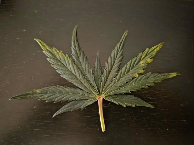 Illuminauto #60 Alien Grapes by Mephisto. Week 6 - Fan leaf from fasciation