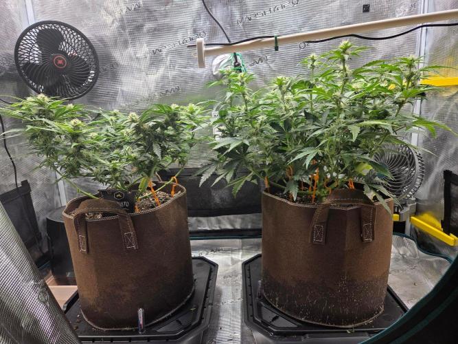 Illuminauto #60 Alien Grapes by Mephisto. Week 6 - Day 43