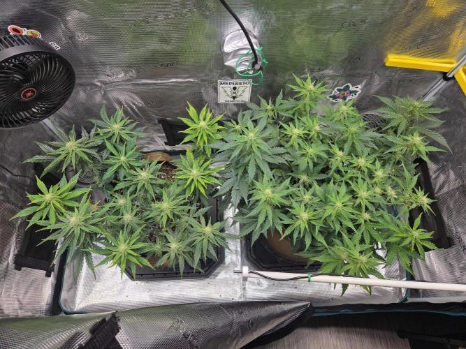 Illuminauto #60 Alien Grapes by Mephisto. Week 6 - Day 43