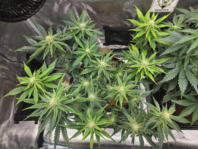 Illuminauto #60 Alien Grapes by Mephisto. Week 6 - AG1 Day 43