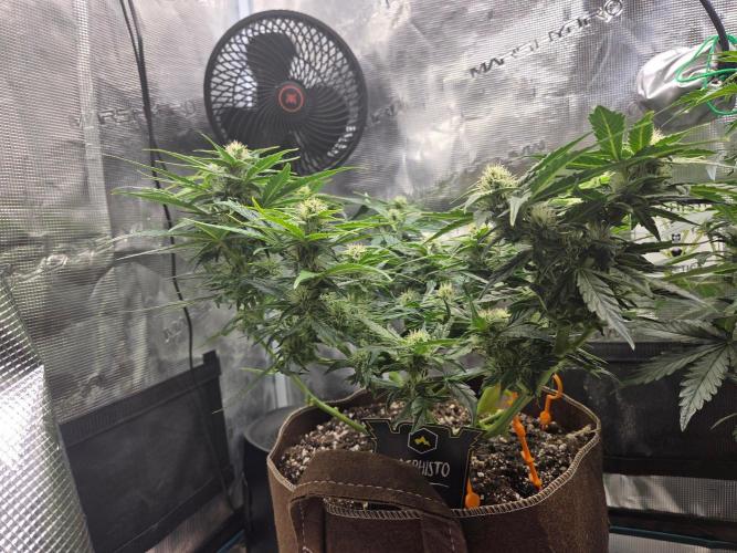 Illuminauto #60 Alien Grapes by Mephisto. Week 6 - AG1 Day 43