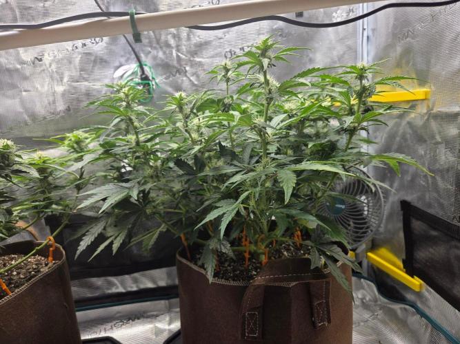 Illuminauto #60 Alien Grapes by Mephisto. Week 6 - AG2 Day 43