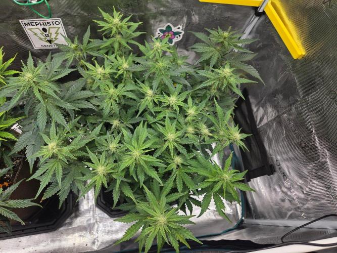 Illuminauto #60 Alien Grapes by Mephisto. Week 6 - AG2 Day 43