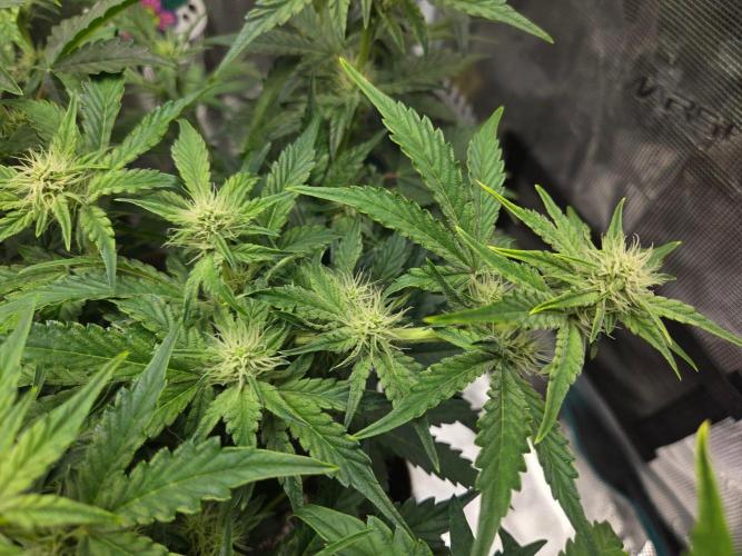 Illuminauto #60 Alien Grapes by Mephisto. Week 6 - AG2 Day 43