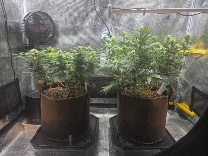 Illuminauto #60 Alien Grapes by Mephisto. Week 7