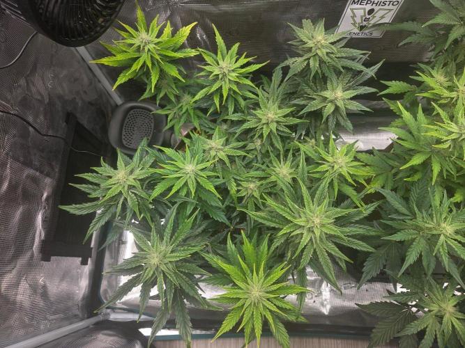 Illuminauto #60 Alien Grapes by Mephisto. Week 7 - AG1