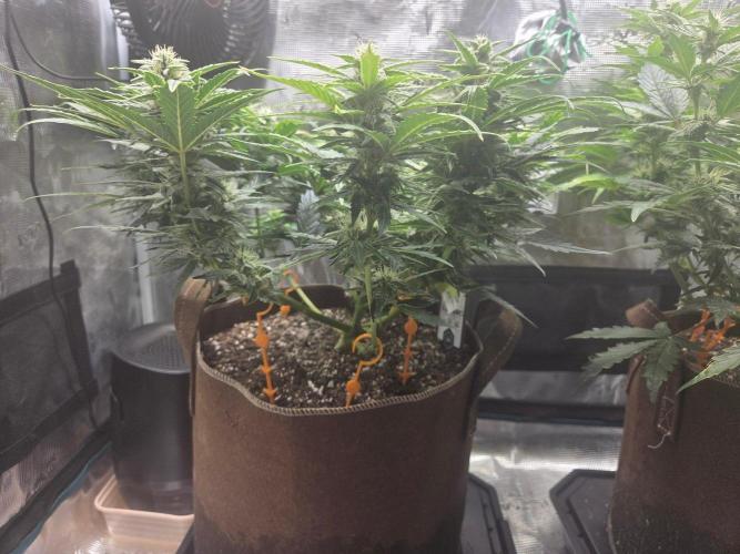 Illuminauto #60 Alien Grapes by Mephisto. Week 7 - AG1