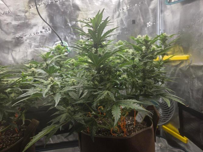 Illuminauto #60 Alien Grapes by Mephisto. Week 7 - AG2