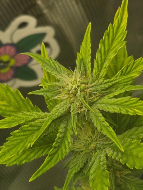 Illuminauto #60 Alien Grapes by Mephisto. Week 7 - AG2