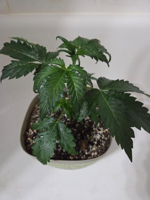 Alien Grapes. Week 7