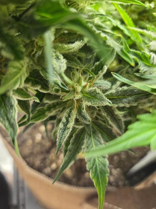 Illuminauto #60 Alien Grapes by Mephisto. Week 8 - AG1