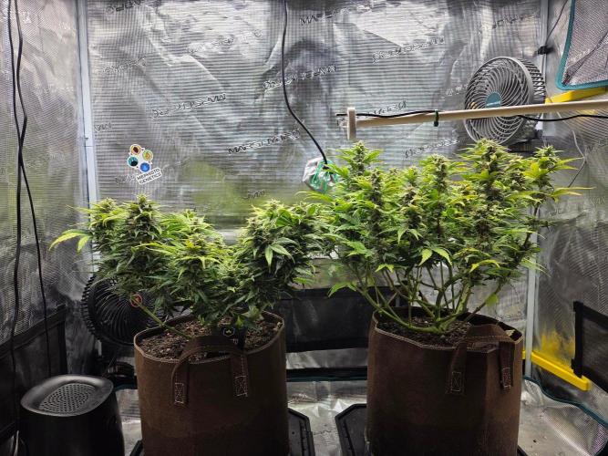 Illuminauto #60 Alien Grapes by Mephisto. Week 8