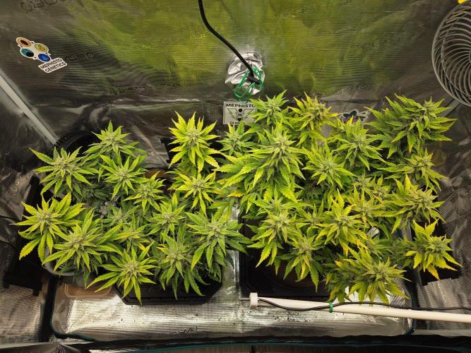 Illuminauto #60 Alien Grapes by Mephisto. Week 8