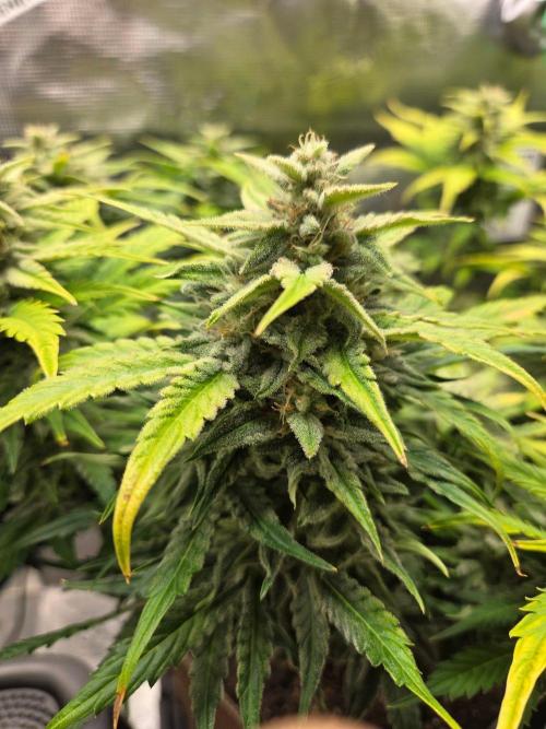 Illuminauto #60 Alien Grapes by Mephisto. Week 8 - AG1