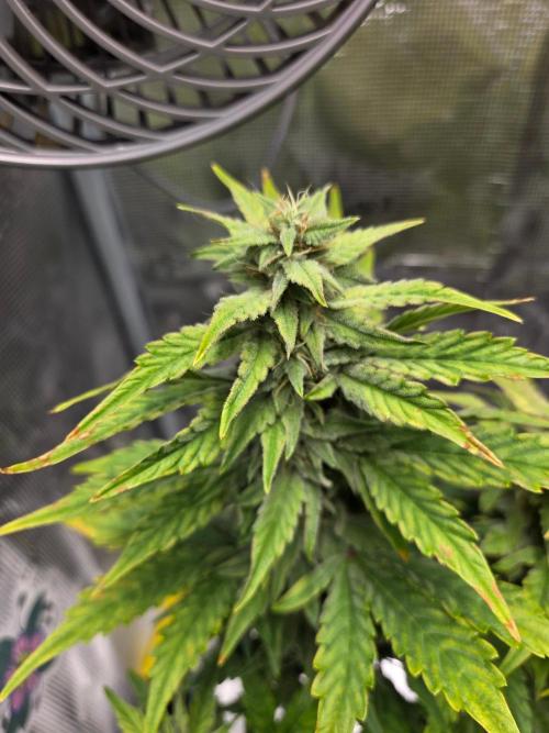 Illuminauto #60 Alien Grapes by Mephisto. Week 8 - AG2
