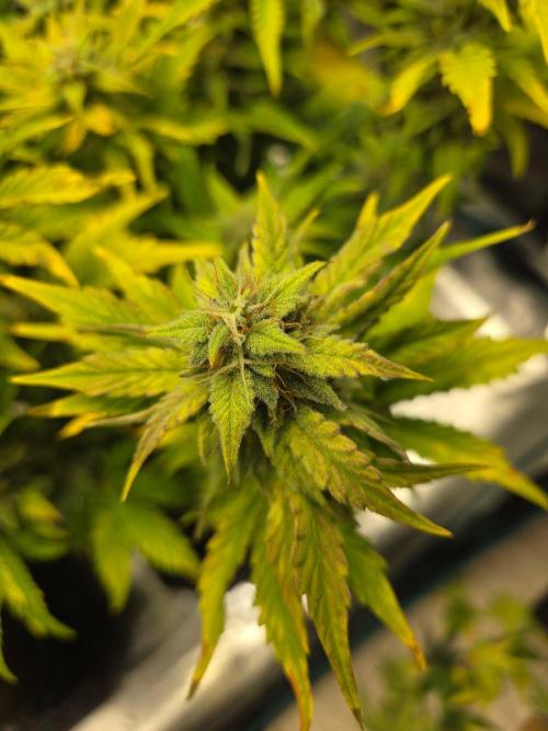 Illuminauto #60 Alien Grapes by Mephisto. Week 8 - AG2