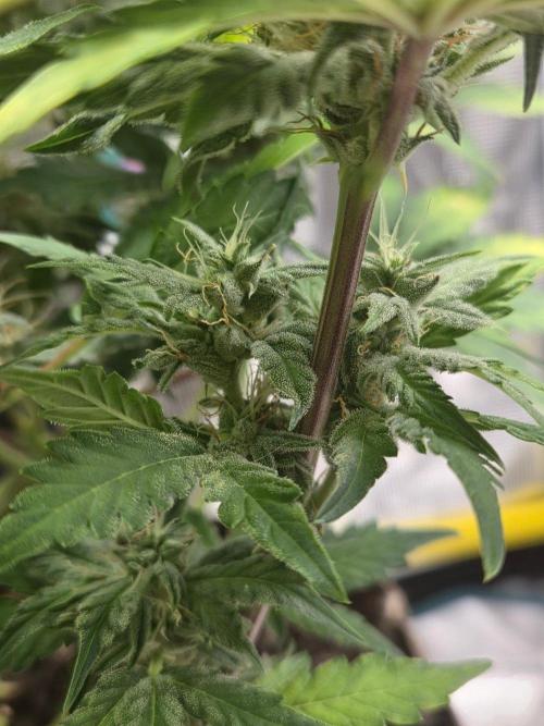 Illuminauto #60 Alien Grapes by Mephisto. Week 8 - AG2