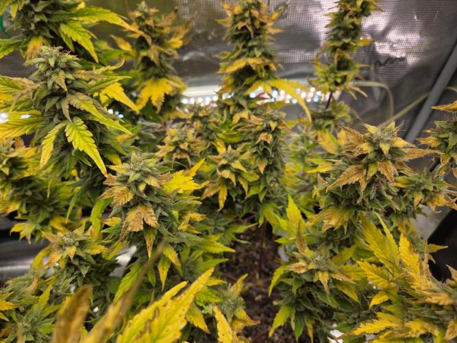 Illuminauto #60 Alien Grapes by Mephisto. Week 10