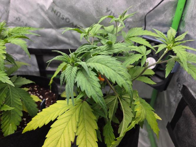 Hoku and Mephisto. Week 5