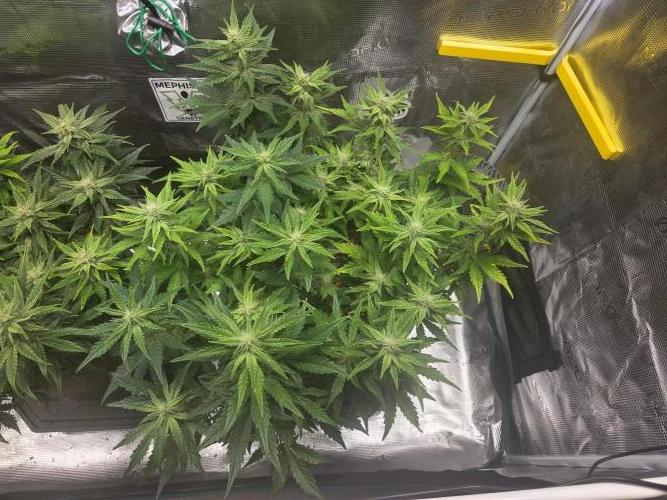 Illuminauto #60 Alien Grapes by Mephisto. Week 7 - AG2