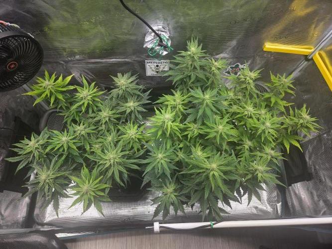 Illuminauto #60 Alien Grapes by Mephisto. Week 7