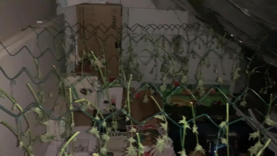 chain link fence scrog