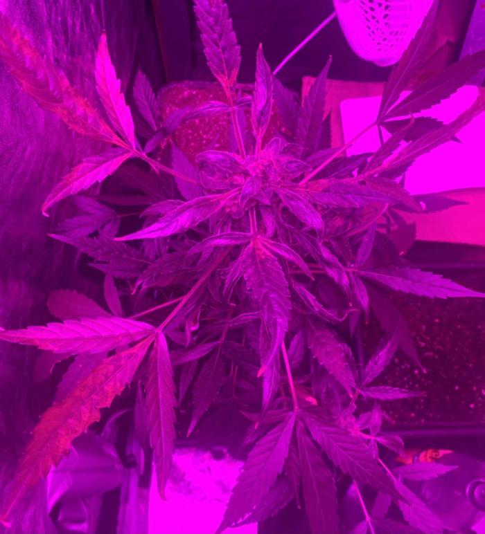 Culture Automne 2024. Week 15 - Semaine 15