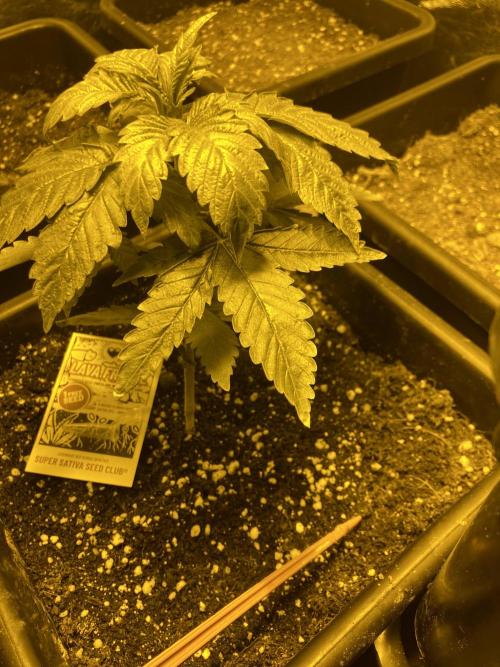 Culture de plusieurs plantes. Week 6 - Semaine 6