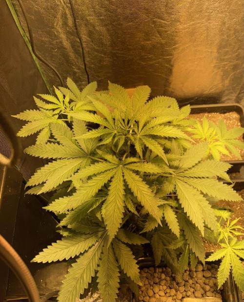 Culture de plusieurs plantes. Week 8 - Semaine 8