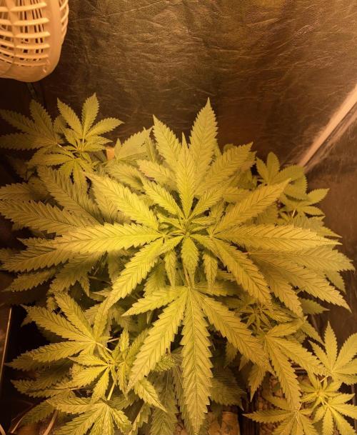 Culture de plusieurs plantes. Week 9 - Semaine 9