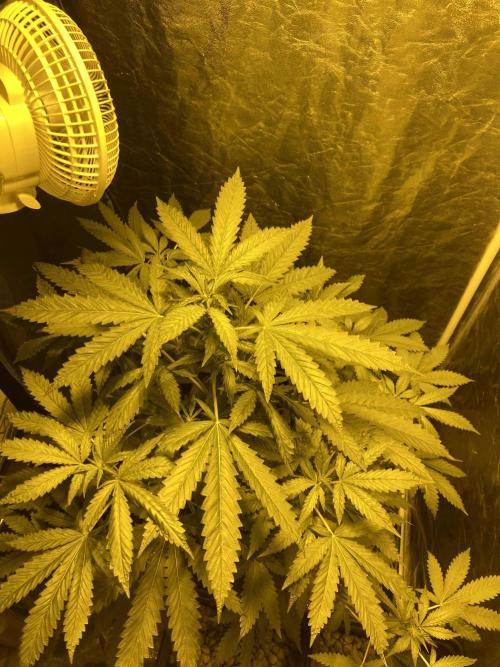 Culture de plusieurs plantes. Week 10 - Semaine 10