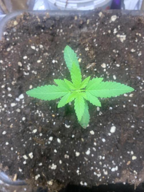 Culture intérieure de plusieurs souches . Week 2 - Semaine 2