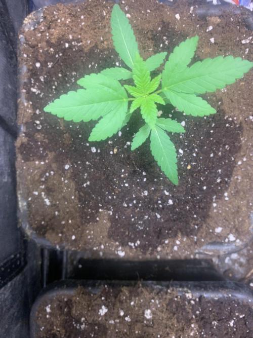 Culture intérieure de plusieurs souches . Week 2 - Semaine 2