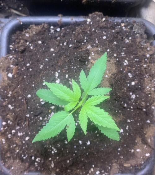 Culture intérieure de plusieurs souches . Week 2 - Semaine 2