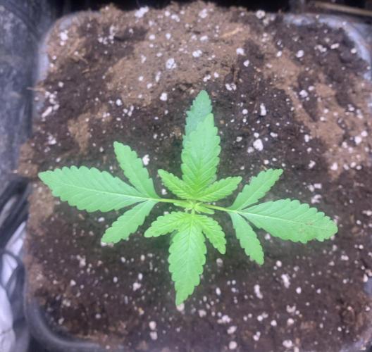 Culture intérieure de plusieurs souches . Week 2 - Semaine 2