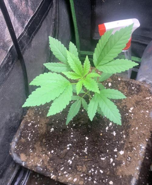 Culture intérieure de plusieurs souches . Week 3 - Semaine 3