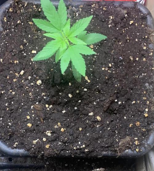 Culture intérieure de plusieurs souches . Week 3 - Semaine 3