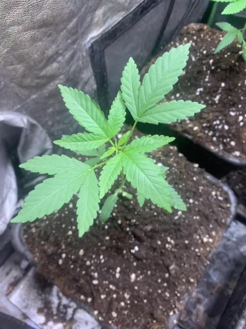 Culture intérieure de plusieurs souches . Week 3 - Semaine 3