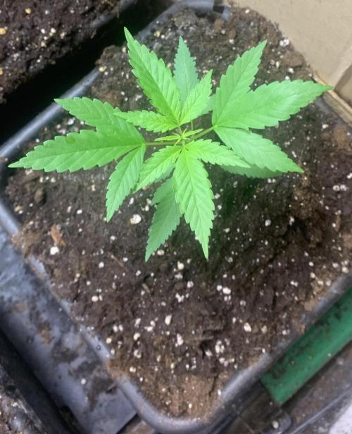 Culture intérieure de plusieurs souches . Week 3 - Semaine 3