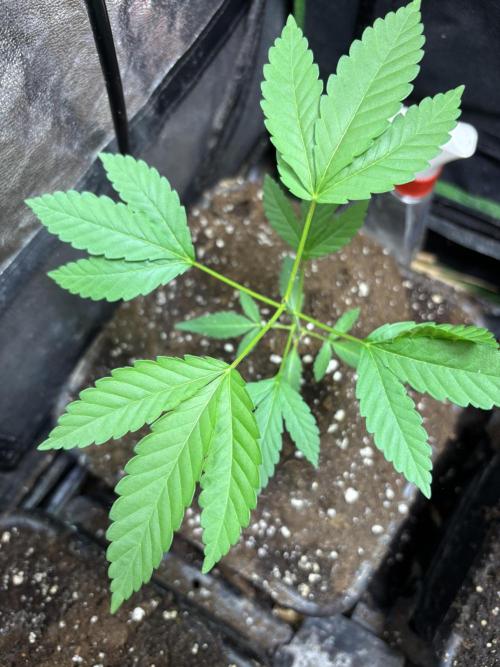 Culture intérieure de plusieurs souches . Week 4 - Semaine 4