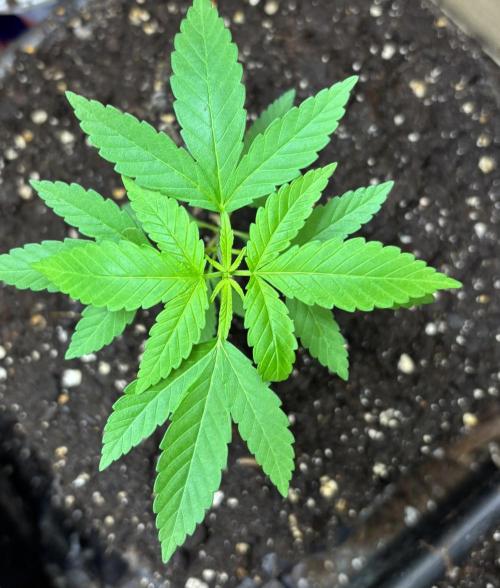 Culture intérieure de plusieurs souches . Week 4 - Semaine 4